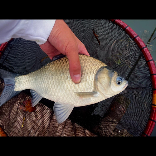 ヘラブナの釣果