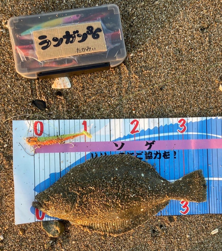 ヒラメの釣果