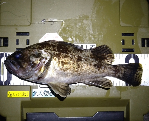 クロソイの釣果