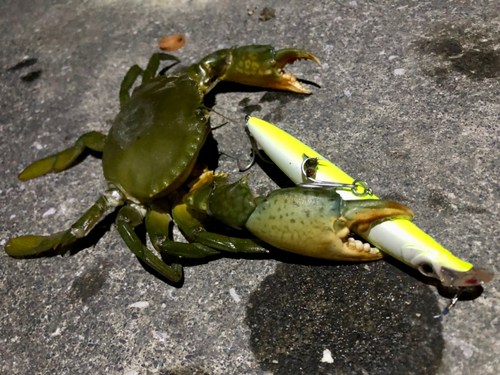 カニの釣果