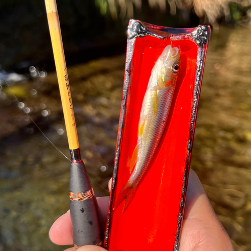 カワムツの釣果