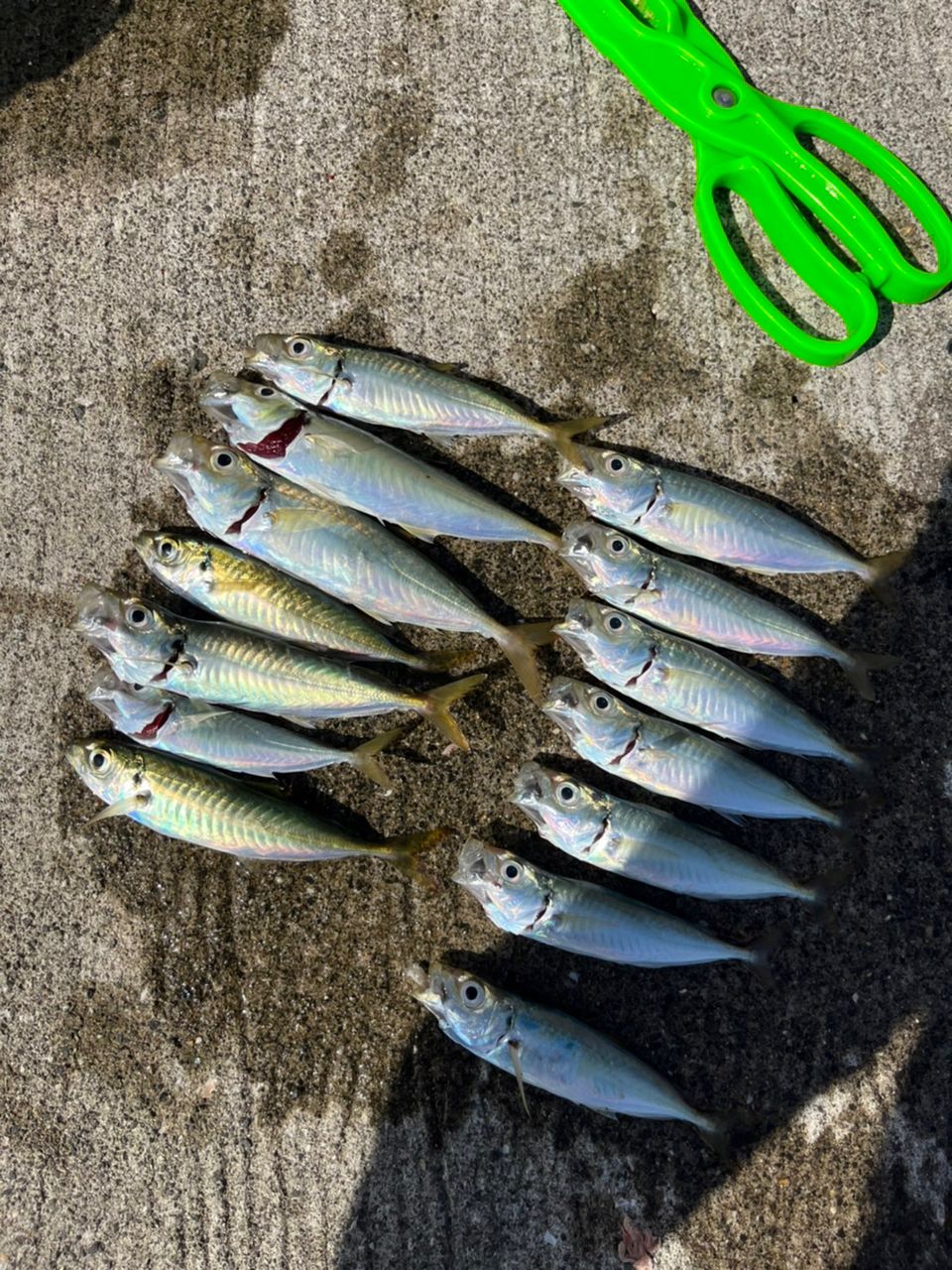 アジ