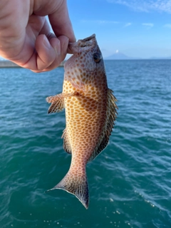 オオモンハタの釣果