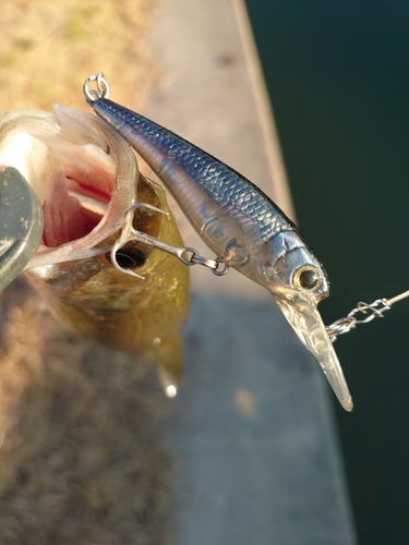 ブラックバスの釣果