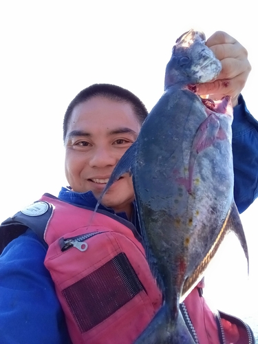 ナンヨウカイワリの釣果