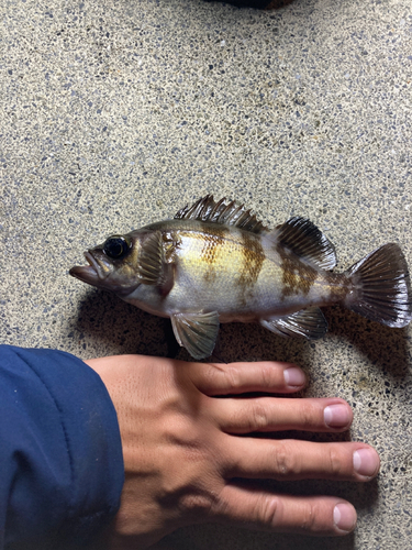 シロメバルの釣果