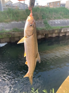 ウグイの釣果