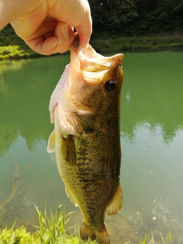 ブラックバスの釣果