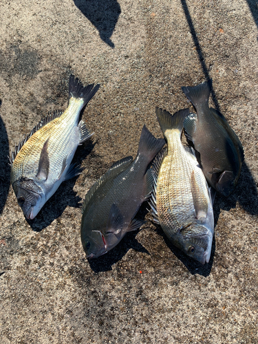 チヌの釣果