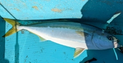 ワラサの釣果