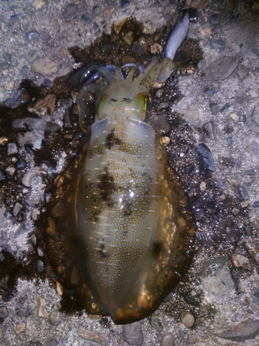 アオリイカの釣果