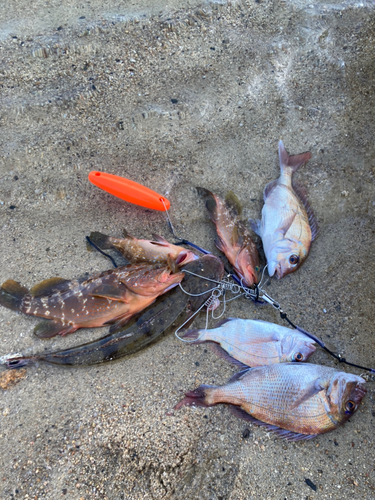 マダイの釣果