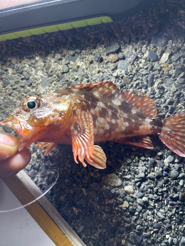 カサゴの釣果