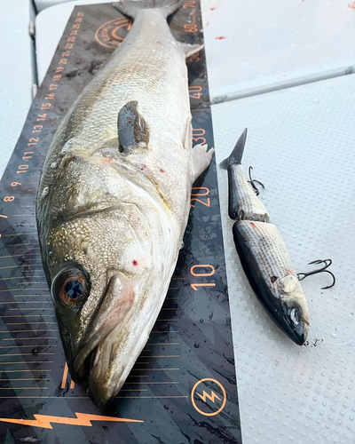 シーバスの釣果