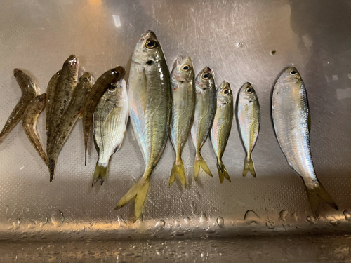 アジの釣果