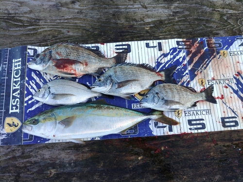 チヌの釣果