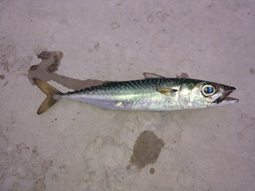 サバの釣果