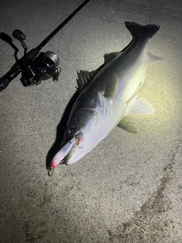 シーバスの釣果