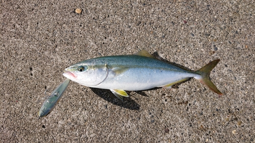 イナダの釣果