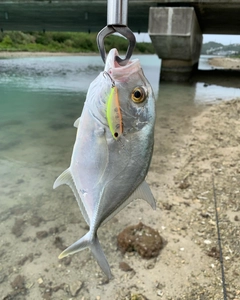 メッキの釣果