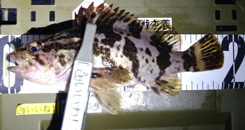 タケノコメバルの釣果