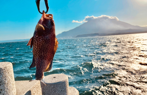 オオモンハタの釣果