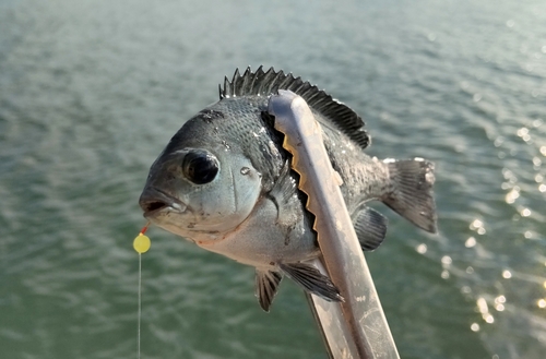 メジナの釣果