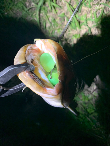 ナマズの釣果