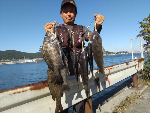 チヌの釣果