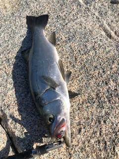 ヒラスズキの釣果