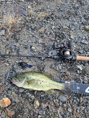 ブラックバスの釣果