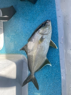 カンパチの釣果