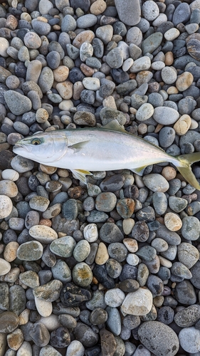 イナダの釣果