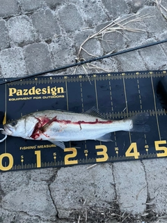 フッコ（マルスズキ）の釣果