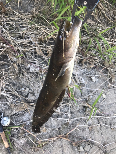 マナマズの釣果