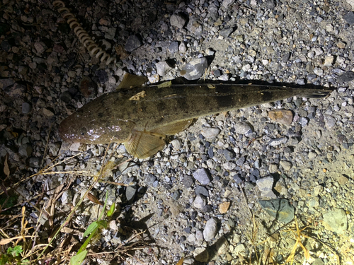 マゴチの釣果