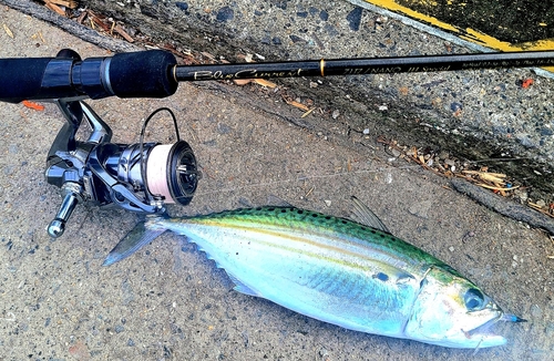 サバの釣果