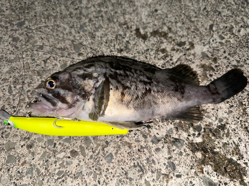 クロソイの釣果