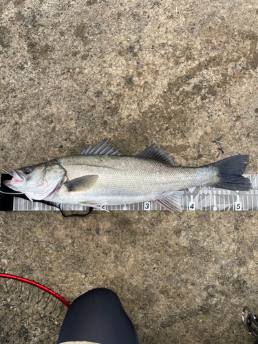 フッコ（マルスズキ）の釣果