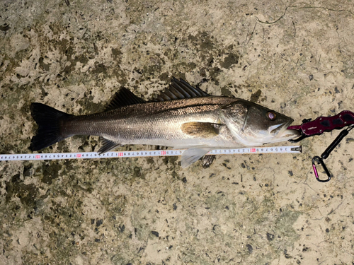 シーバスの釣果