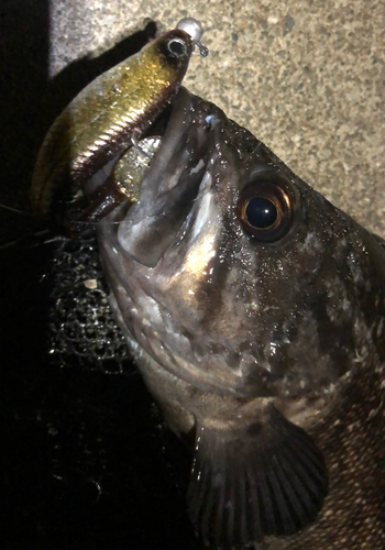 クロソイの釣果