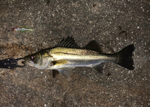 シーバスの釣果