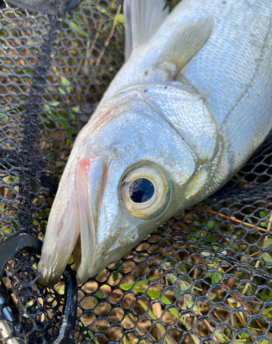 マルスズキの釣果