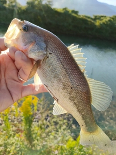 ラージマウスバスの釣果