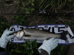 シーバスの釣果