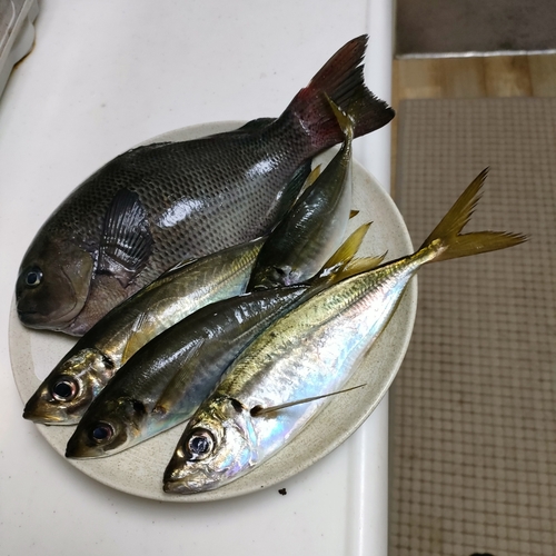 アジの釣果