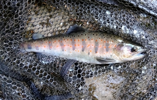 アマゴの釣果