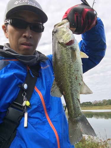 ラージマウスバスの釣果