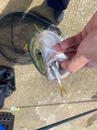 ワカシの釣果