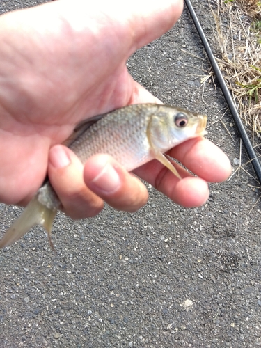 コイの釣果